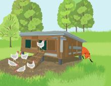 Fox sneaking around a henhouse