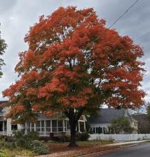 Tree in fall colors