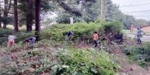 Crew pulling Japanese knotweed in Ladies Wildwood Park