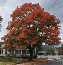 Tree in fall colors