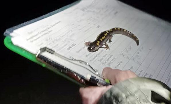 Yellow spotted salamander on a clipboard